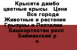 Крысята дамбо цветные крысы › Цена ­ 250 - Все города Животные и растения » Грызуны и Рептилии   . Башкортостан респ.,Баймакский р-н